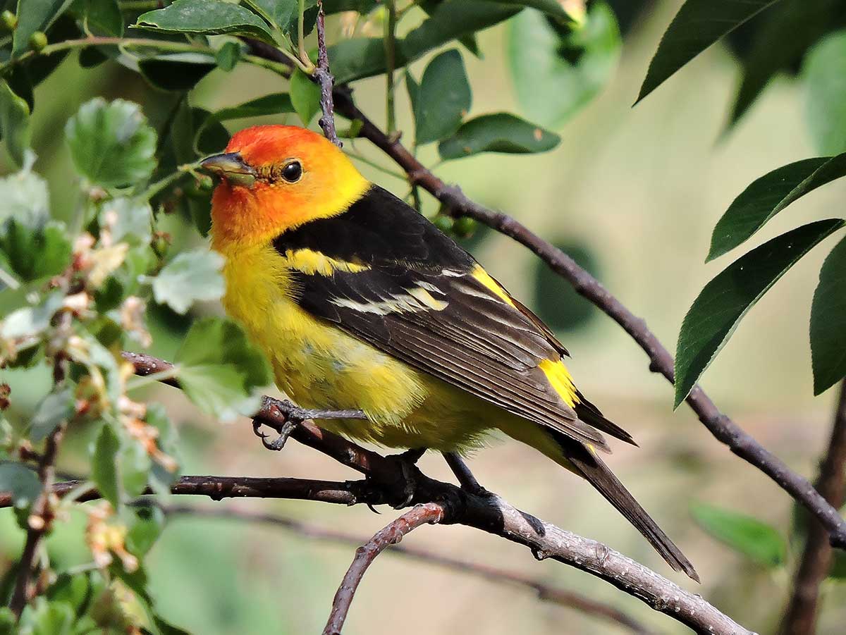 Western tanager Wenatchee Naturalist