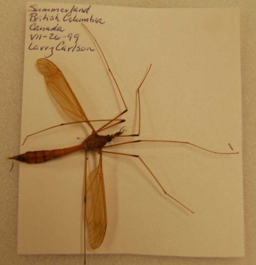 2 winged true flies - Wenatchee Naturalist